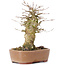 Acer buergerianum, 15,5 cm, ± 35 years old, with a nebari of 9 cm