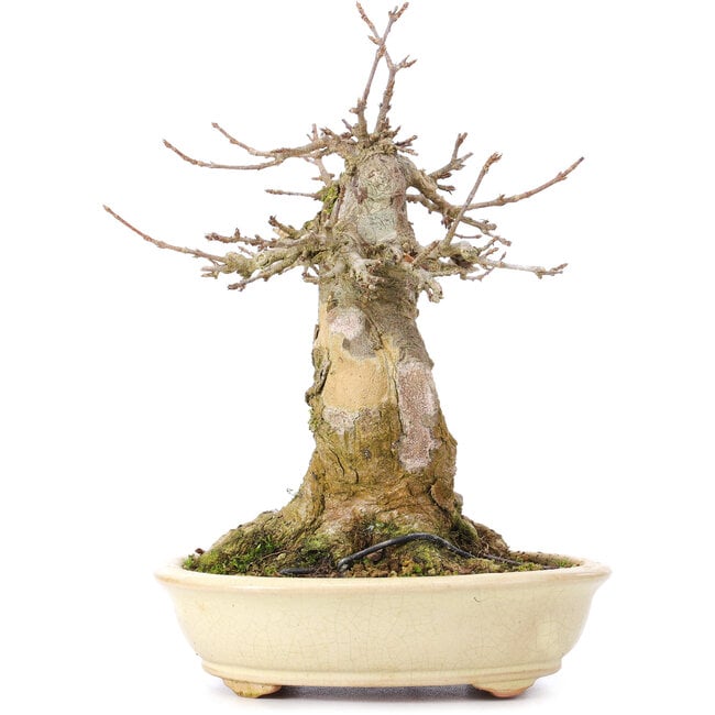 Acer buergerianum, 18,5 cm, ± 35 years old, with a nebari of 11 cm