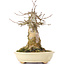 Acer buergerianum, 18,5 cm, ± 35 jaar oud, met een nebari van 11 cm
