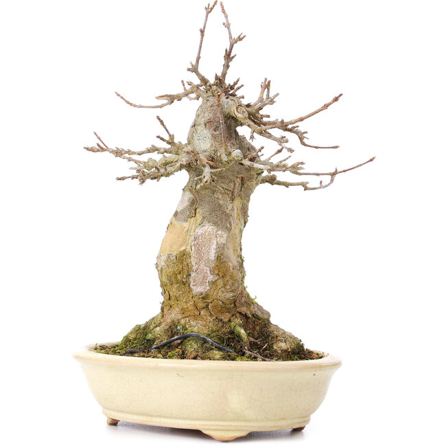 Acer buergerianum, 18,5 cm, ± 35 ans, avec un nebari de 11 cm