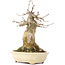 Acer buergerianum, 18,5 cm, ± 35 jaar oud, met een nebari van 11 cm