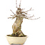 Acer buergerianum, 18,5 cm, ± 35 anni, con un nebari di 11 cm