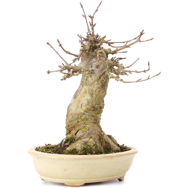 Acer buergerianum, 18,5 cm, ± 35 ans, avec un nebari de 11 cm