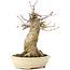 Acer buergerianum, 18,5 cm, ± 35 ans, avec un nebari de 11 cm