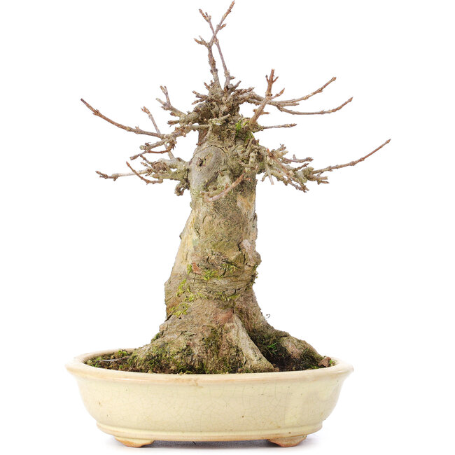 Acer buergerianum, 18,5 cm, ± 35 ans, avec un nebari de 11 cm