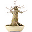 Acer buergerianum, 18,5 cm, ± 35 años, con nebari de 11 cm
