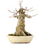 Acer buergerianum, 18,5 cm, ± 35 jaar oud, met een nebari van 11 cm