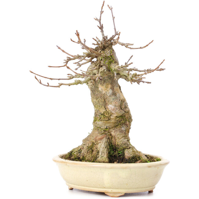 Acer buergerianum, 18,5 cm, ± 35 ans, avec un nebari de 11 cm