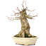 Acer buergerianum, 18,5 cm, ± 35 jaar oud, met een nebari van 11 cm