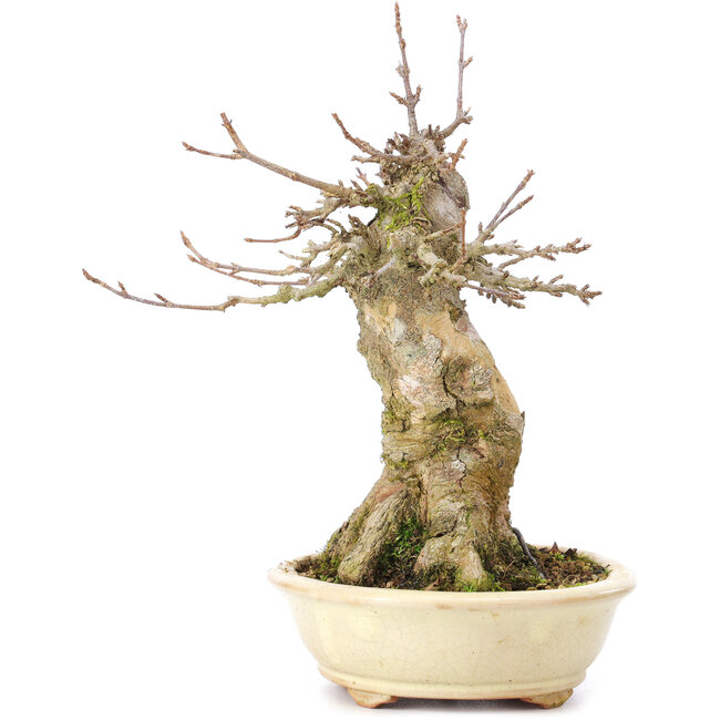 Acer buergerianum, 18,5 cm, ± 35 ans, avec un nebari de 11 cm