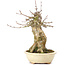 Acer buergerianum, 18,5 cm, ± 35 ans, avec un nebari de 11 cm