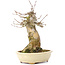 Acer buergerianum, 18,5 cm, ± 35 años, con nebari de 11 cm