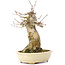 Acer buergerianum, 18,5 cm, ± 35 jaar oud, met een nebari van 11 cm