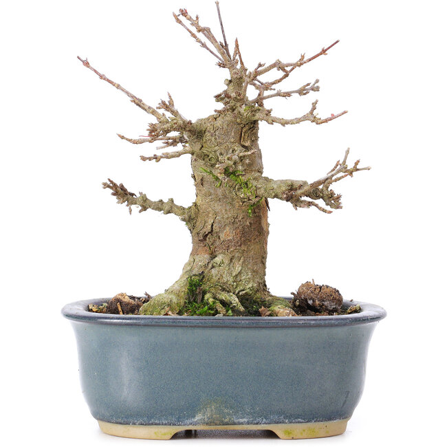 Acer buergerianum, 12 cm, ± 35 ans, avec un nebari de 6,5 cm