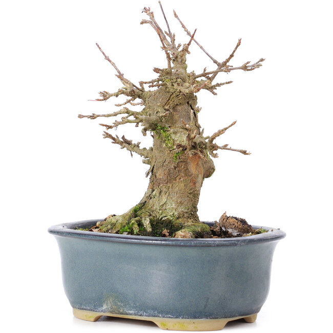 Acer buergerianum, 12 cm, ± 35 years old, with a nebari of 6,5 cm