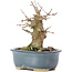 Acer buergerianum, 12 cm, ± 35 ans, avec un nebari de 6,5 cm
