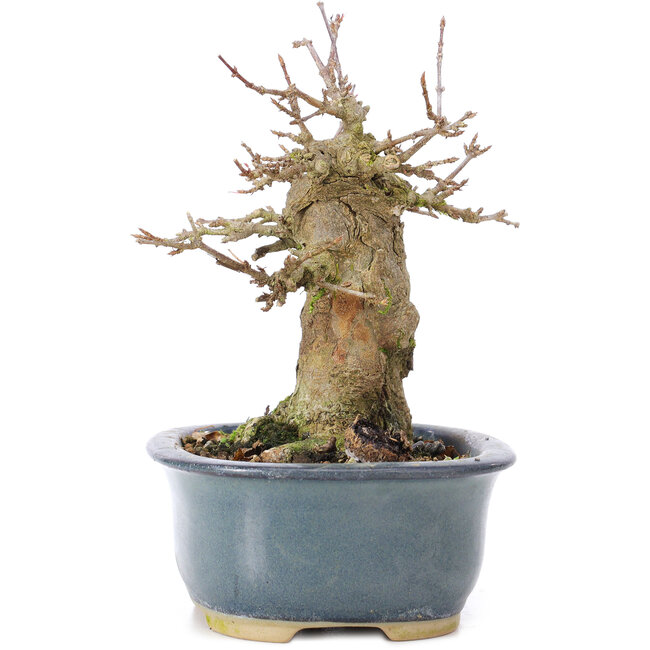 Acer buergerianum, 12 cm, ± 35 años, con nebari de 6,5 cm
