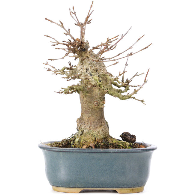 Acer buergerianum, 15 cm, ± 35 years old, with a nebari of 7 cm