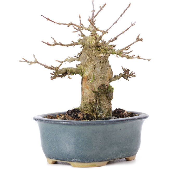 Acer buergerianum, 12 cm, ± 35 años, con nebari de 6,5 cm