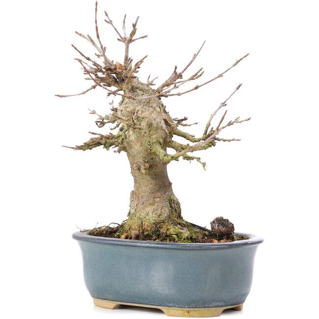 Acer buergerianum, 15 cm, ± 35 anni, con un nebari di 7 cm