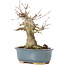 Acer buergerianum, 15 cm, ± 35 ans, avec un nebari de 7 cm
