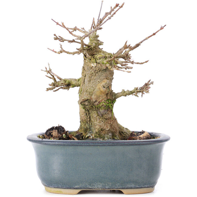 Acer buergerianum, 12 cm, ± 35 ans, avec un nebari de 6,5 cm