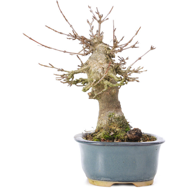 Acer buergerianum, 15 cm, ± 35 anni, con un nebari di 7 cm