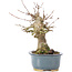 Acer buergerianum, 15 cm, ± 35 años, con un nebari de 7 cm