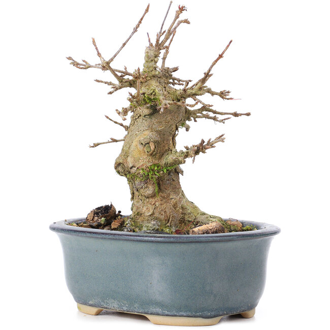 Acer buergerianum, 12 cm, ± 35 jaar oud, met een nebari van 6,5 cm