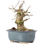 Acer buergerianum, 12 cm, ± 35 ans, avec un nebari de 6,5 cm