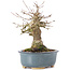Acer buergerianum, 15 cm, ± 35 jaar oud, met een nebari van 7 cm