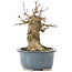 Acer buergerianum, 12 cm, ± 35 años, con nebari de 6,5 cm