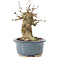 Acer buergerianum, 12 cm, ± 35 years old, with a nebari of 6,5 cm