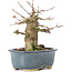 Acer buergerianum, 12 cm, ± 35 ans, avec un nebari de 6,5 cm