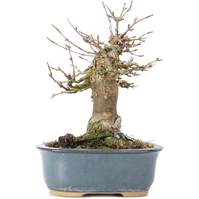 Acer buergerianum, 15 cm, ± 35 años, con un nebari de 7 cm