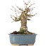 Acer buergerianum, 15 cm, ± 35 ans, avec un nebari de 7 cm