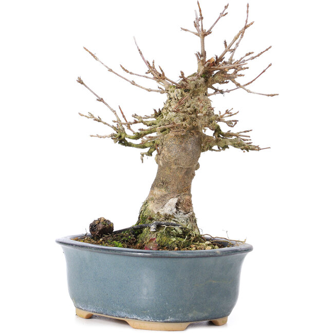 Acer buergerianum, 15 cm, ± 35 años, con un nebari de 7 cm