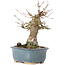 Acer buergerianum, 15 cm, ± 35 jaar oud, met een nebari van 7 cm