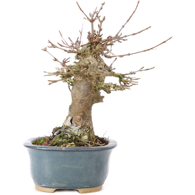 Acer buergerianum, 15 cm, ± 35 ans, avec un nebari de 7 cm