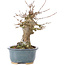 Acer buergerianum, 15 cm, ± 35 years old, with a nebari of 7 cm