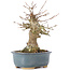 Acer buergerianum, 15 cm, ± 35 ans, avec un nebari de 7 cm