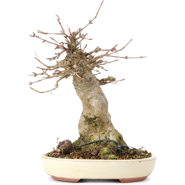 Acer buergerianum, 18 cm, ± 35 Jahre alt, mit einem Nebari von 8 cm