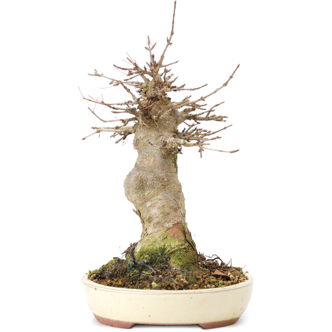 Acer buergerianum, 18 cm, ± 35 Jahre alt, mit einem Nebari von 8 cm