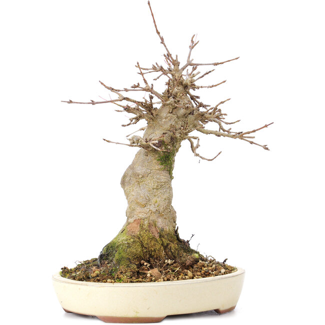 Acer buergerianum, 18 cm, ± 35 años, con un nebari de 8 cm