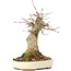 Acer buergerianum, 18 cm, ± 35 anni, con un nebari di 8 cm