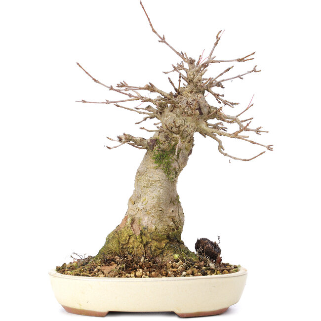 Acer buergerianum, 18 cm, ± 35 Jahre alt, mit einem Nebari von 8 cm