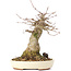 Acer buergerianum, 18 cm, ± 35 anni, con un nebari di 8 cm