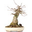 Acer buergerianum, 18 cm, ± 35 ans, avec un nebari de 8 cm