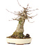Acer buergerianum, 18 cm, ± 35 años, con un nebari de 8 cm