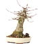 Acer buergerianum, 18 cm, ± 35 years old, with a nebari of 8 cm